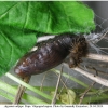 arg adippe pupa2 volg